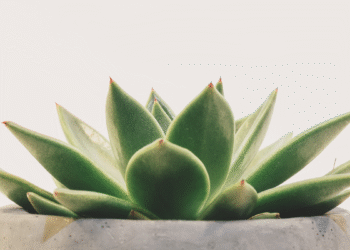 Plantas que Purificam o Ar e Decoram (Mesmo pra Quem Não Tem Tempo)